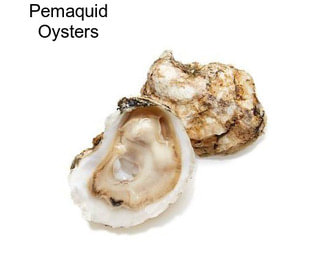 Pemaquid Oysters