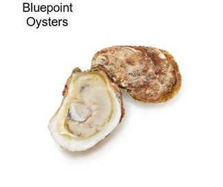 Bluepoint Oysters