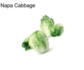 Napa Cabbage