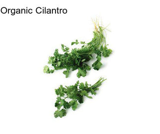 Organic Cilantro