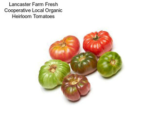 Lancaster Farm Fresh Cooperative Local Organic Heirloom Tomatoes