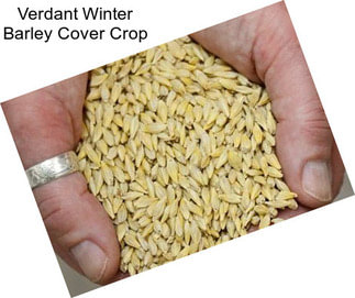 Verdant Winter Barley Cover Crop