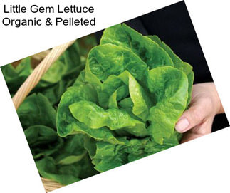 Little Gem Lettuce Organic & Pelleted