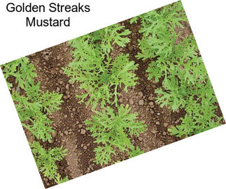 Golden Streaks Mustard