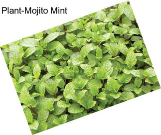 Plant-Mojito Mint