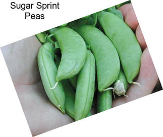 Sugar Sprint Peas