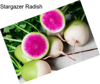 Stargazer Radish