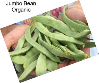 Jumbo Bean Organic