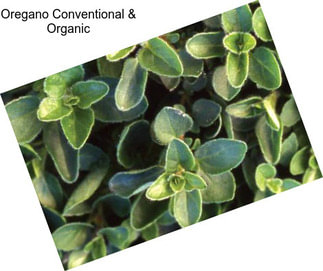 Oregano Conventional & Organic