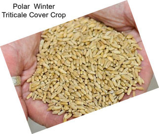 Polar  Winter Triticale Cover Crop