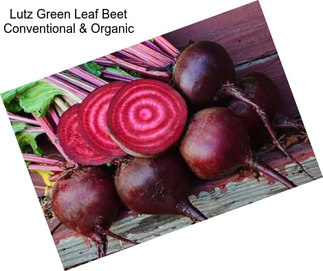 Lutz Green Leaf Beet Conventional & Organic