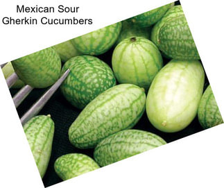 Mexican Sour Gherkin Cucumbers