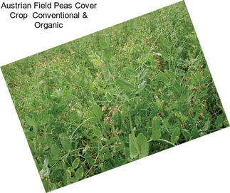 Austrian Field Peas Cover Crop  Conventional & Organic