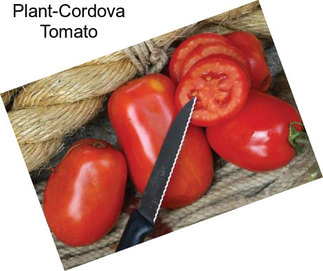 Plant-Cordova Tomato