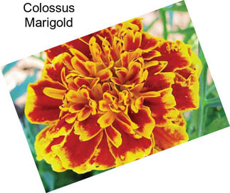 Colossus Marigold