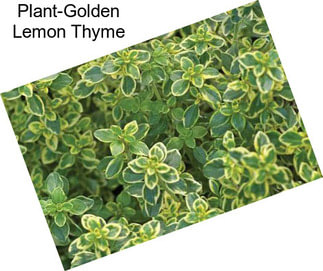 Plant-Golden Lemon Thyme