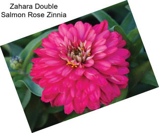 Zahara Double Salmon Rose Zinnia