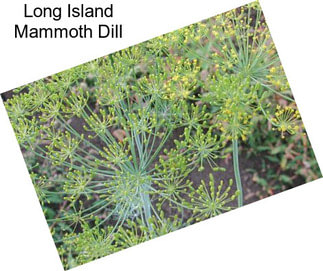 Long Island Mammoth Dill