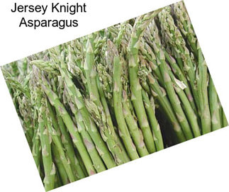 Jersey Knight Asparagus