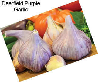Deerfield Purple Garlic
