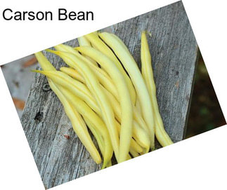 Carson Bean