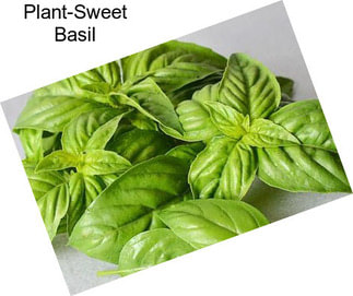 Plant-Sweet Basil