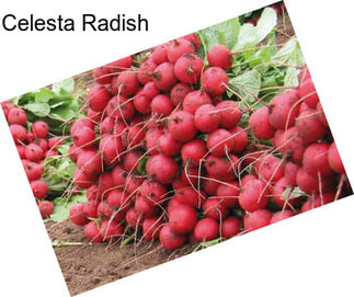 Celesta Radish