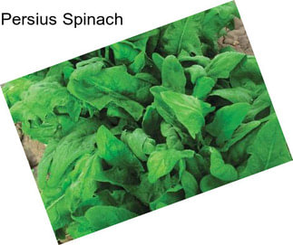 Persius Spinach