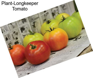 Plant-Longkeeper Tomato