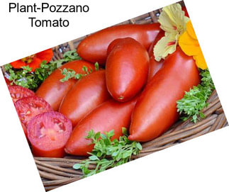 Plant-Pozzano Tomato