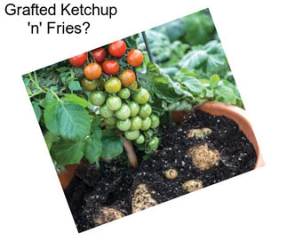 Grafted Ketchup \'n\' Fries