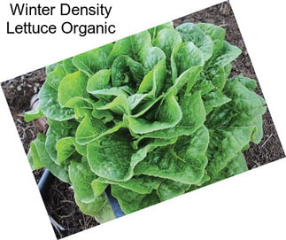 Winter Density Lettuce Organic