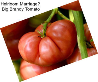 Heirloom Marriage Big Brandy Tomato