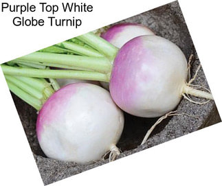 Purple Top White Globe Turnip