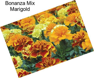 Bonanza Mix Marigold