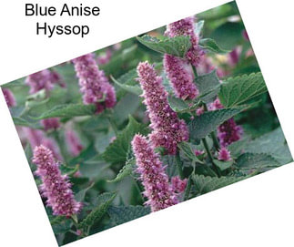 Blue Anise Hyssop