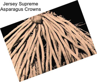 Jersey Supreme Asparagus Crowns