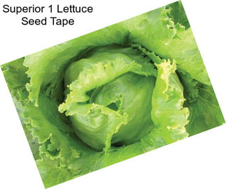 Superior 1 Lettuce Seed Tape