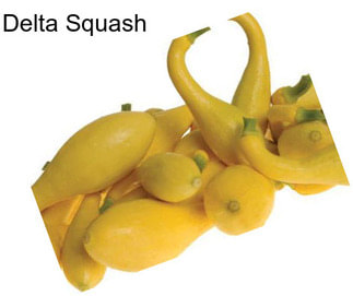 Delta Squash