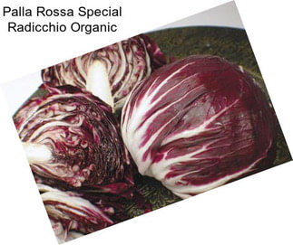 Palla Rossa Special Radicchio Organic