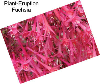 Plant-Eruption Fuchsia