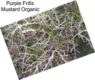 Purple Frills Mustard Organic
