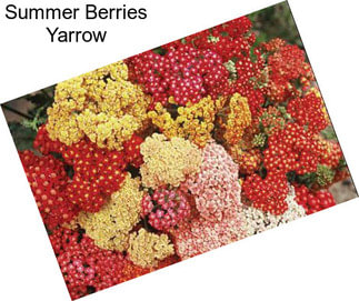Summer Berries Yarrow