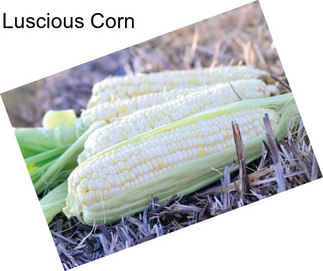 Luscious Corn