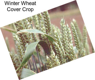 Winter Wheat Cover Crop