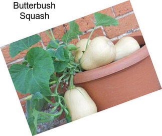 Butterbush Squash