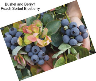 Bushel and Berry Peach Sorbet Blueberry