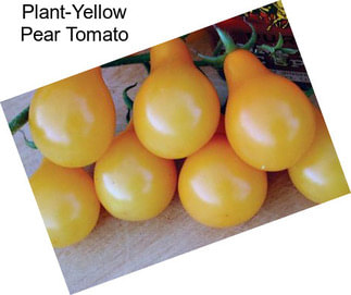 Plant-Yellow Pear Tomato