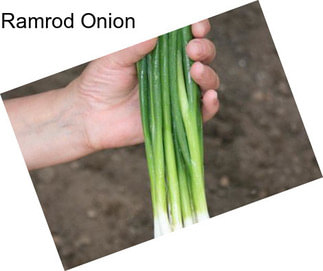 Ramrod Onion