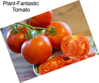 Plant-Fantastic Tomato